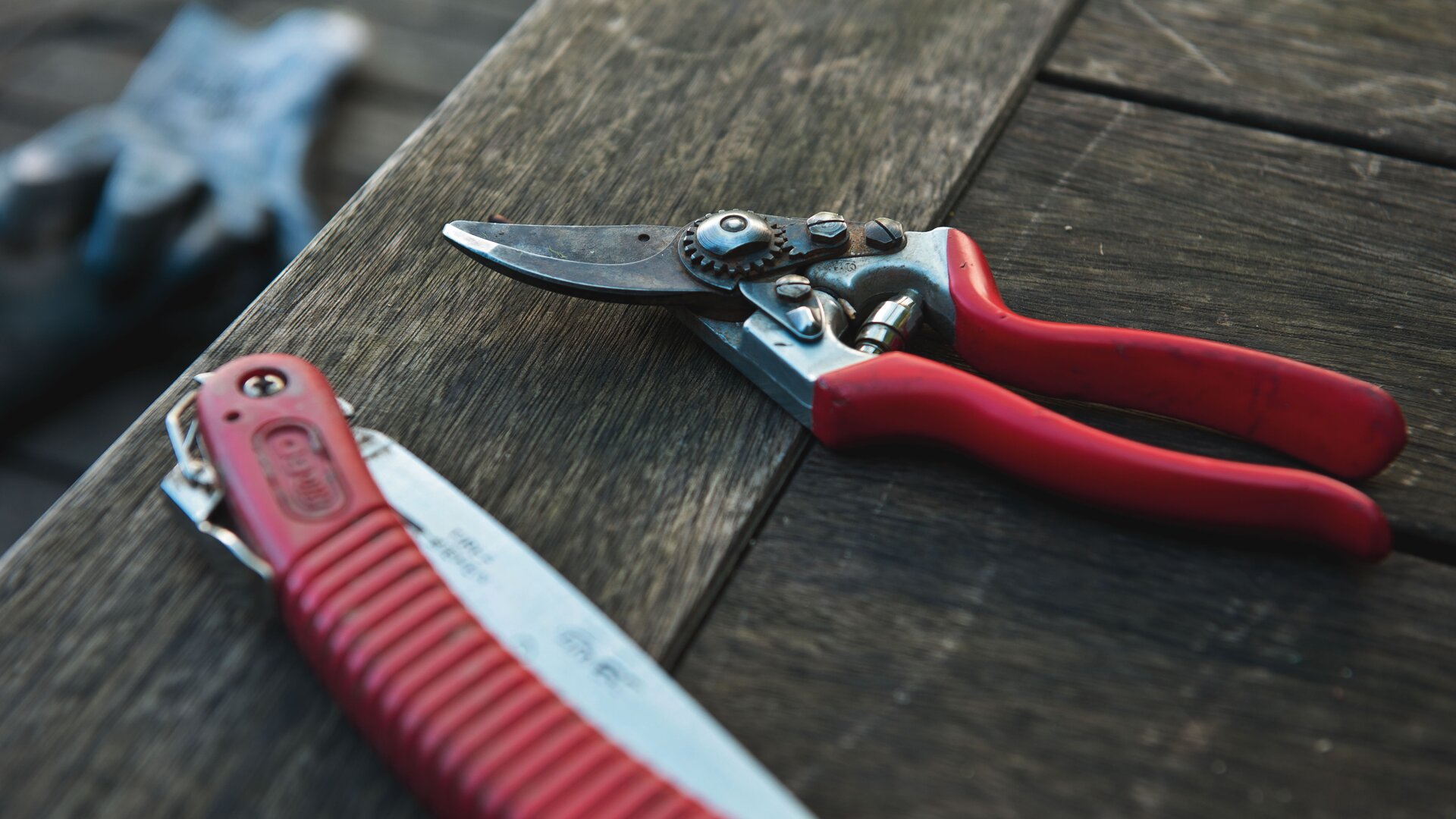 Werkzeug für die Baumpflege