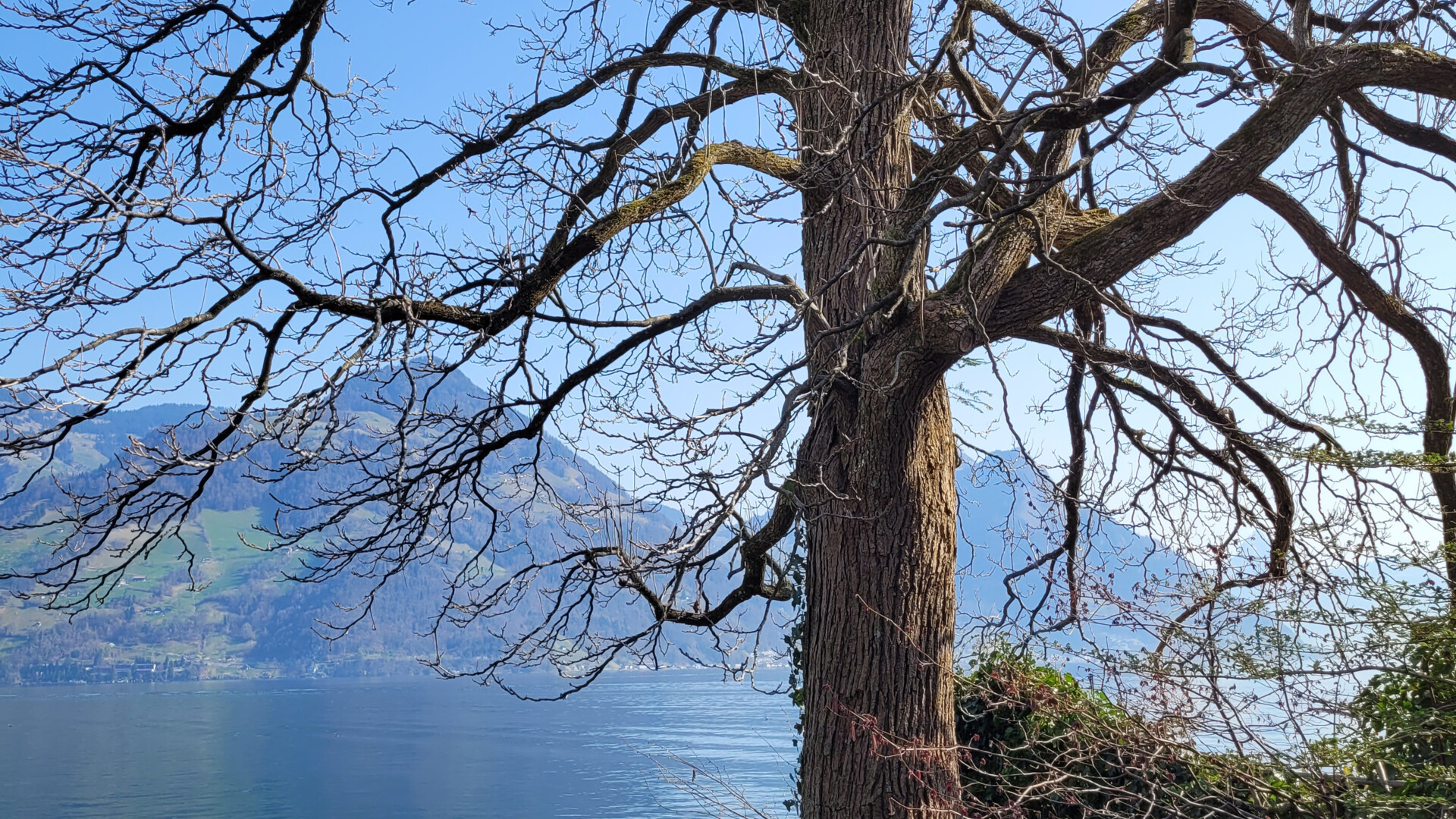 Alter Baum am See