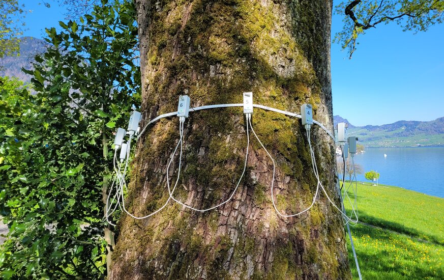 Baummessungen an einem alten Baum