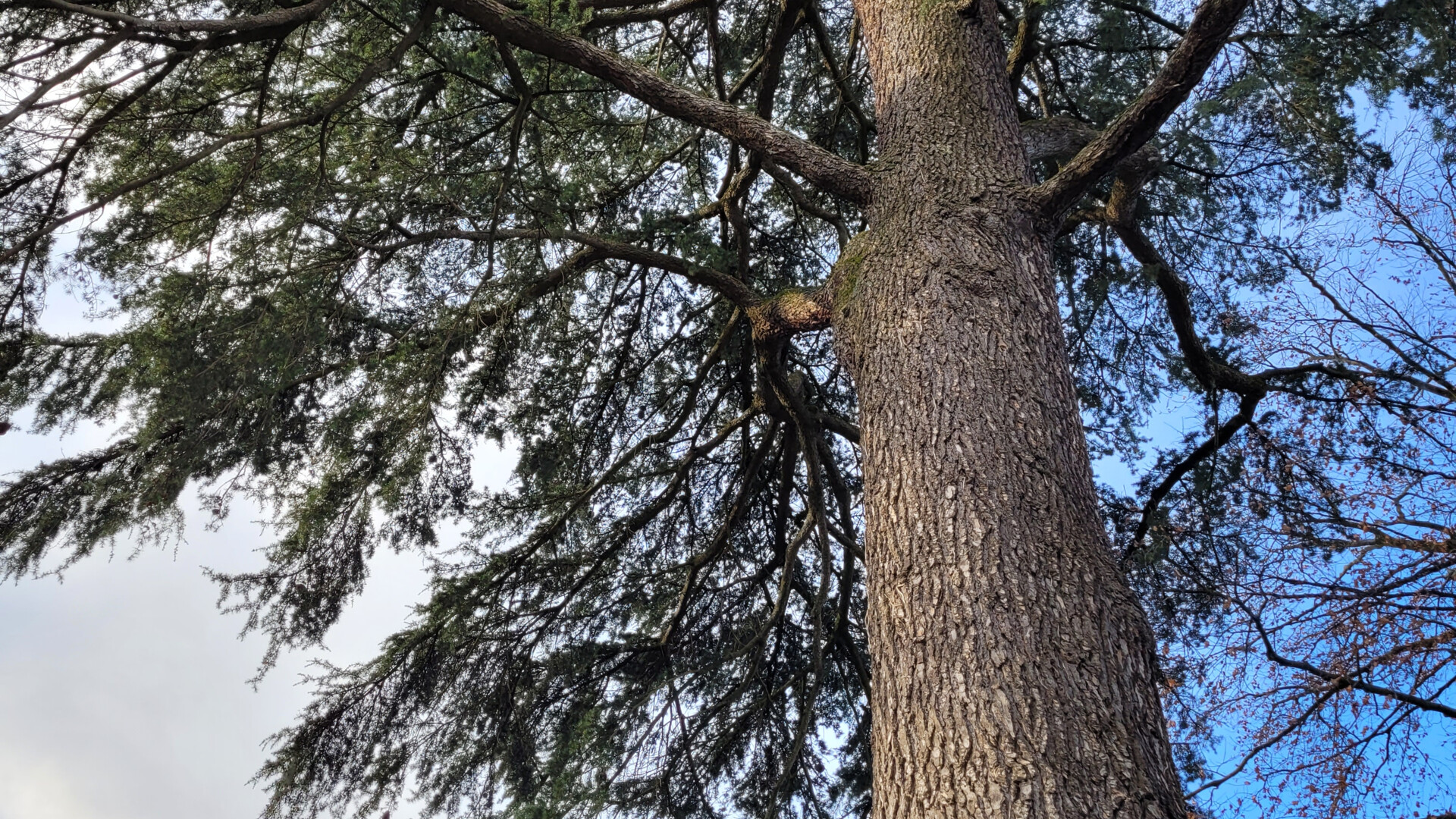 Alter Baum im Kronenbereich