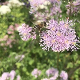 Biene auf einer biodiversitätsfördernden Blüte