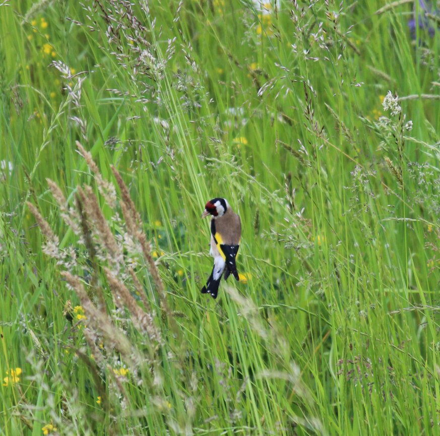 Vogel in einer biodiversitätsfördernden Graswiese