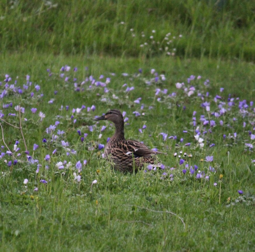 Enten in einer Blumenwiese