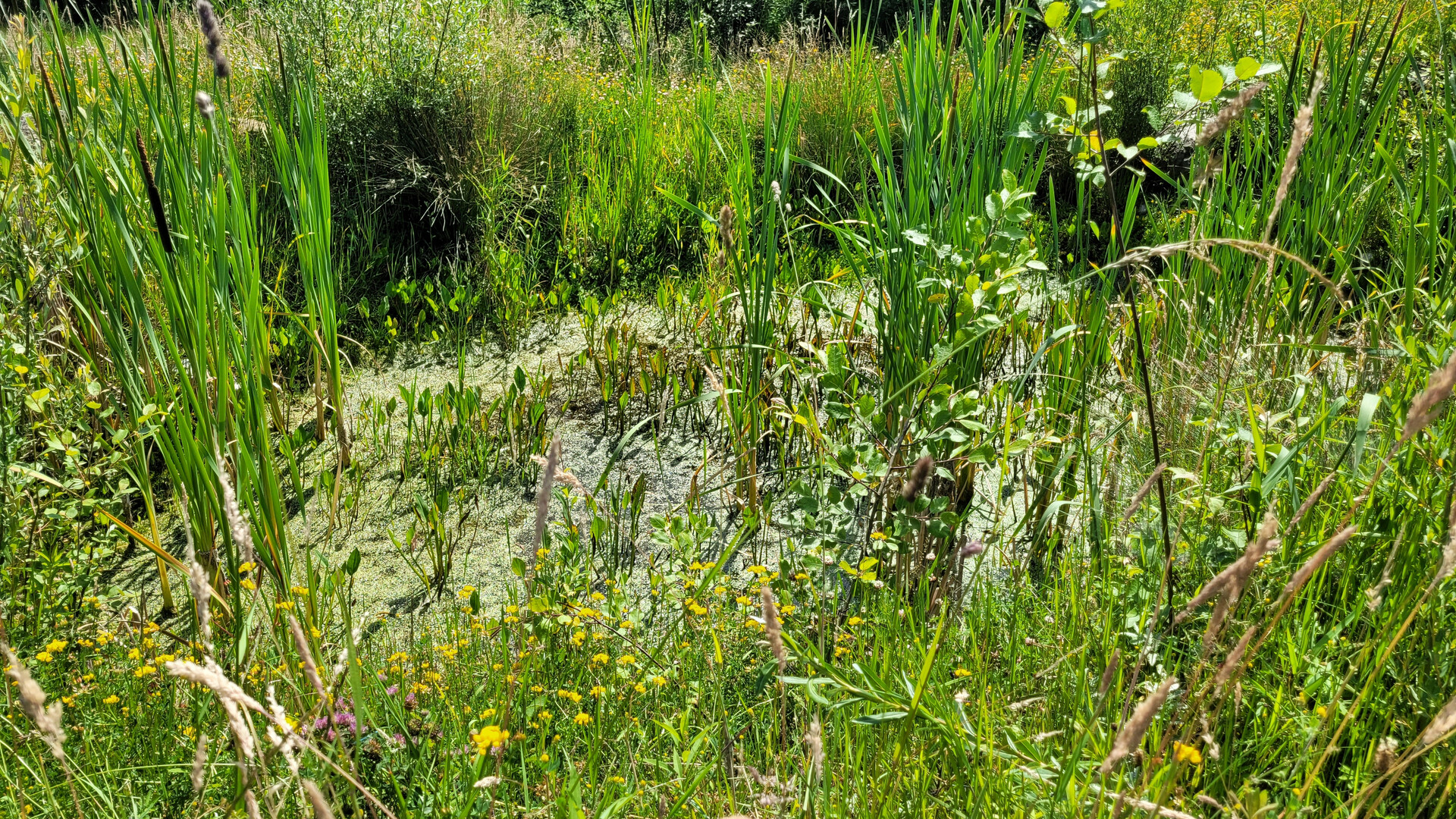 Biotop zur Förderung der Biodiversität