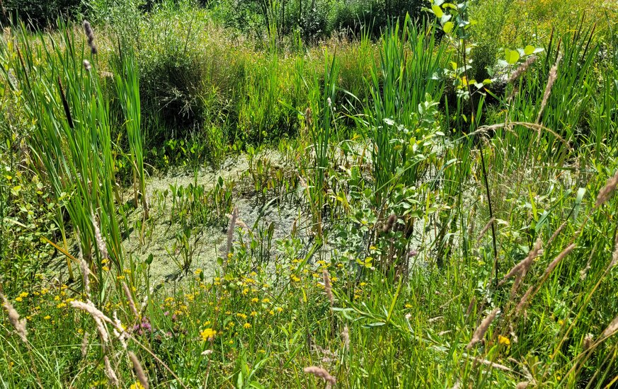 Biotop zur Förderung der Biodiversität