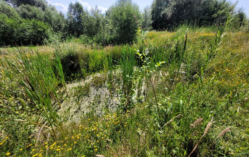 Biotop auf einer Wiesenfläche zur Förderung der Biodiversität