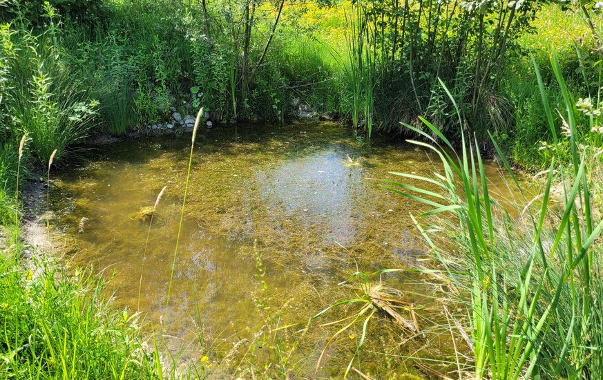 Restauriertes Biotop für die Biodiversität