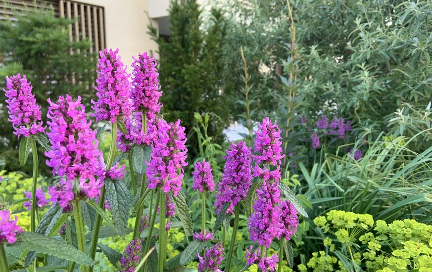 Nahaufnahme einer lila Blüte im Garten