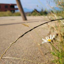 Nahaufnahme einer Blume auf dem Spielplatz