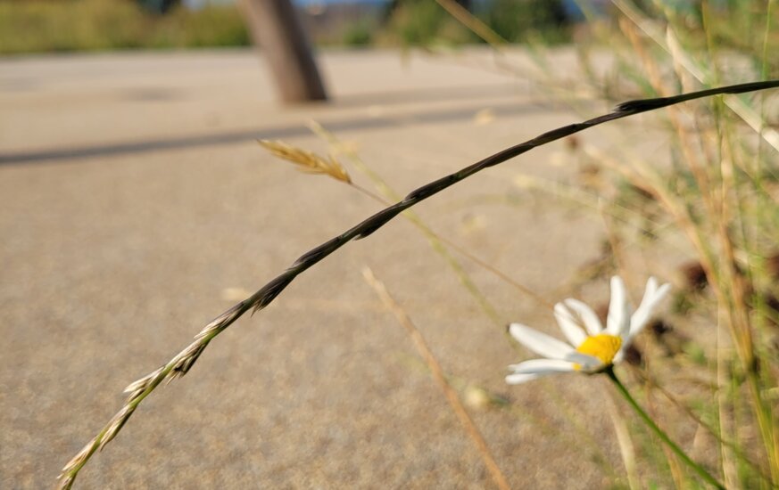 Nahaufnahme einer Blume auf dem Spielplatz