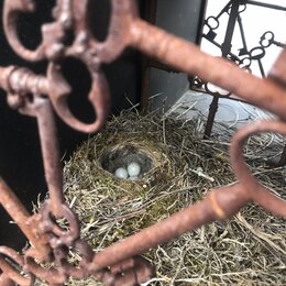 Biodiversität im Garten