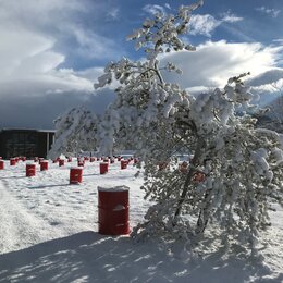 Gartenkunst im Winter