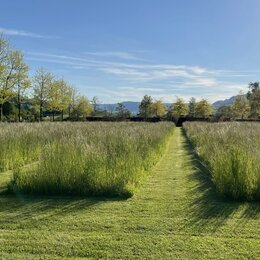 Wiesenfläche einer naturnah gestalteten Fläche