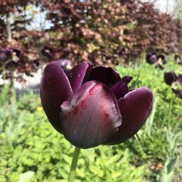 Nahaufnahme einer violetten Tulpe