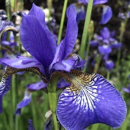 Nahaufnahme einer einheimischen Blüte zur Förderung der Artenvielfalt