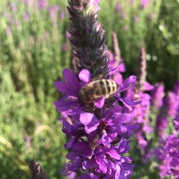 Biene auf einer einheimischen Blüte