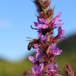 Biene auf einer Blüte