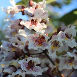 Nahaufnahme einer biodiversitätsfördernden Pflanze