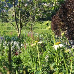 Nahaufnahme einer Blumenwiese mit einheimischen Arten