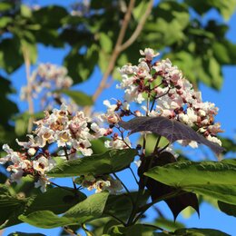 Nahaufnahme einer einheimischen Blüte