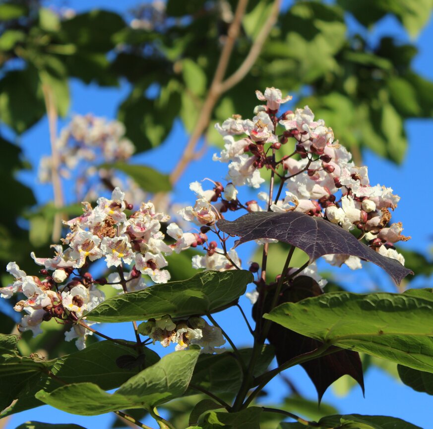 Nahaufnahme einer einheimischen Blüte