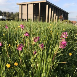 Blüten auf einer Wiese eines Bürogebäudes