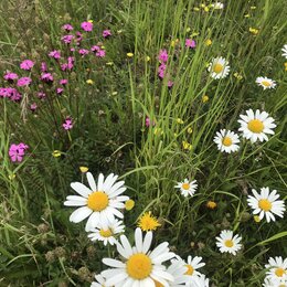 Blumenwiese mit einheimischen Arten