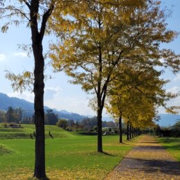 Baumallee im Park