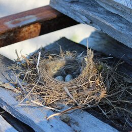 Vogelnest bei einem Bürogebäude