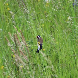 Vogel im Gras bei einem Bürogebäude