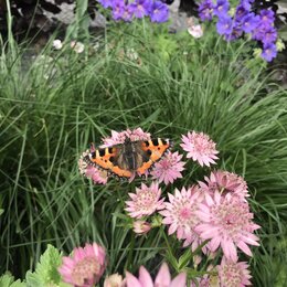 Schmetterling auf einer rosa Blüte