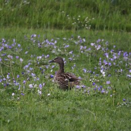 Ente in einem artenreichen Garten 