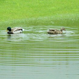 Naturnaher Teich mit Enten auf einem Firmenareal