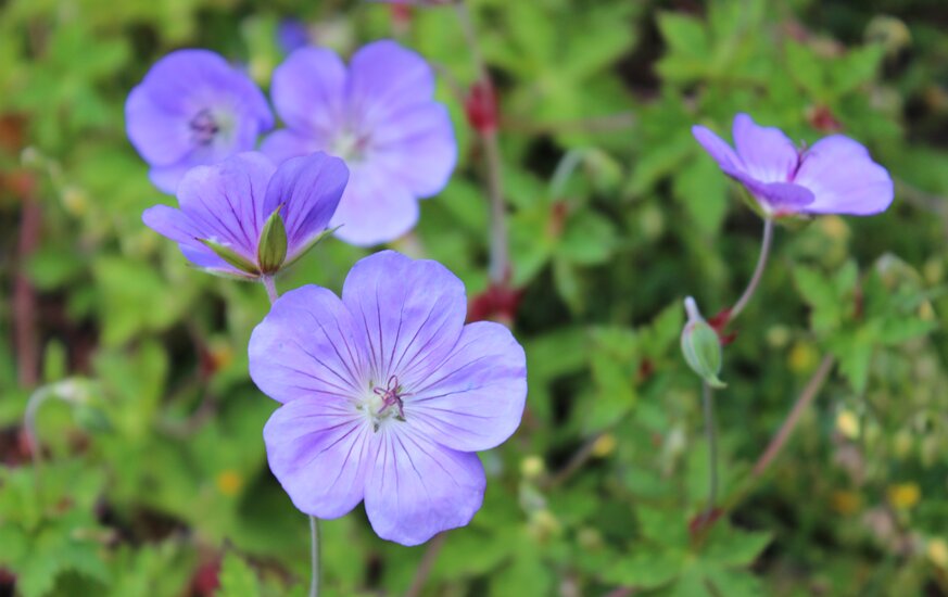 Blüten für die Förderung der Artenvielfalt