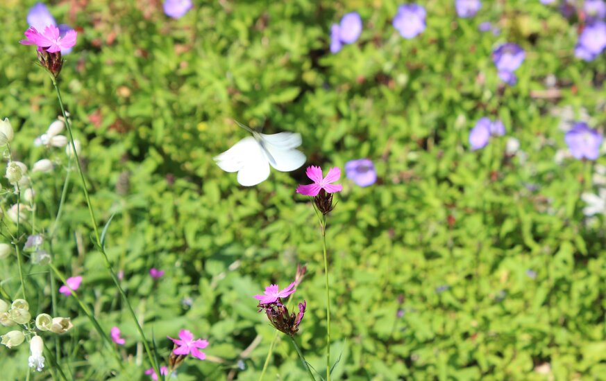 Schmetterling auf Blüten