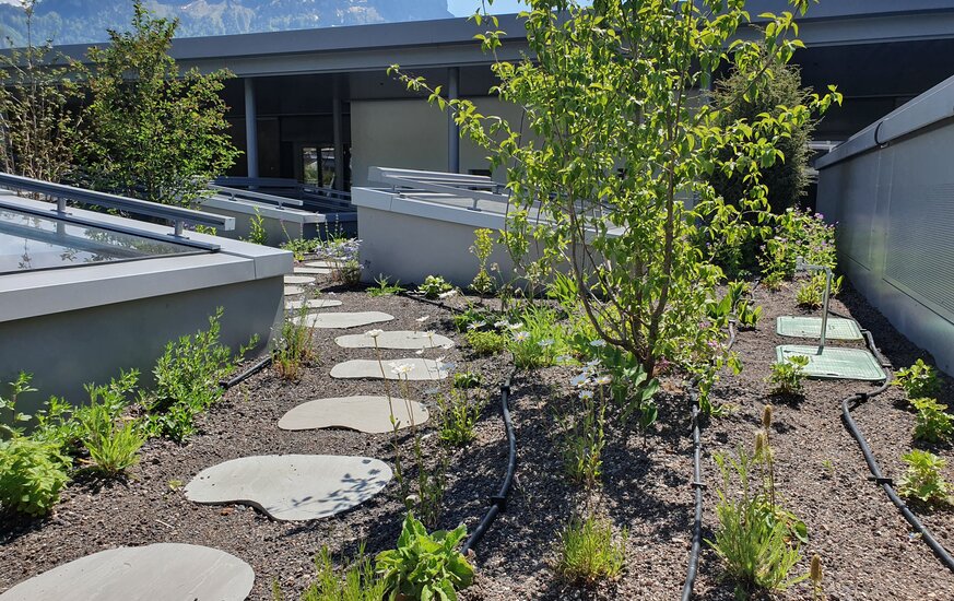 Naturnahe Staudenbepflanzung auf einer Terrasse