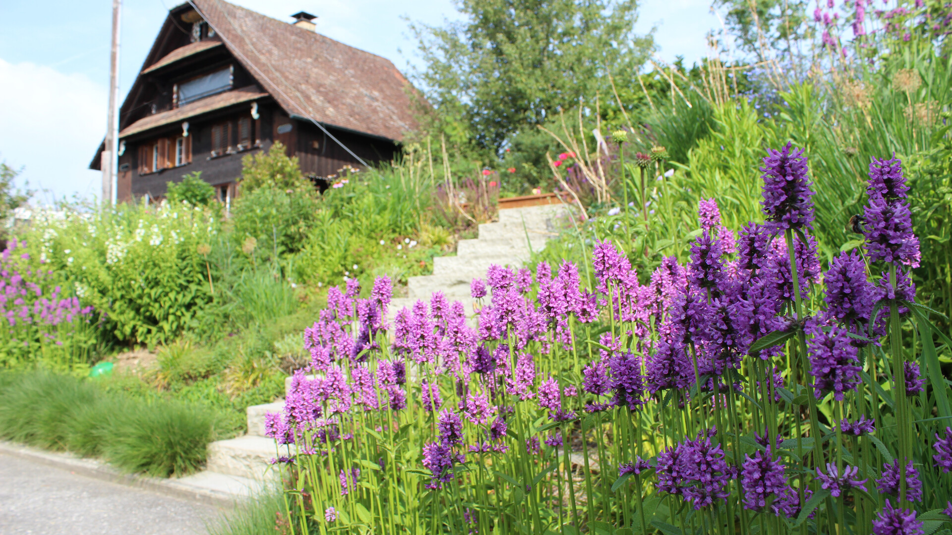 Bauerngarten mit lila Blüten