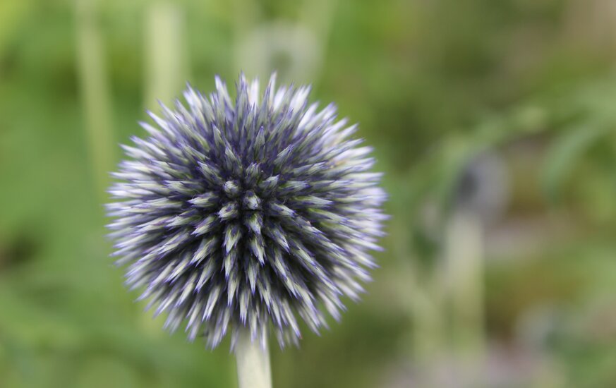 Nahaufnahme einer Blüte