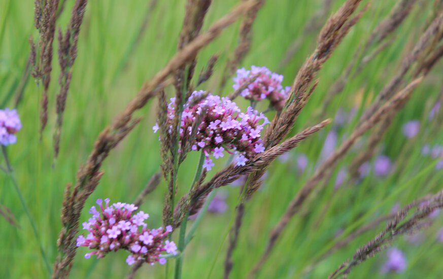 Lila Blüten mit Gräser im Garten