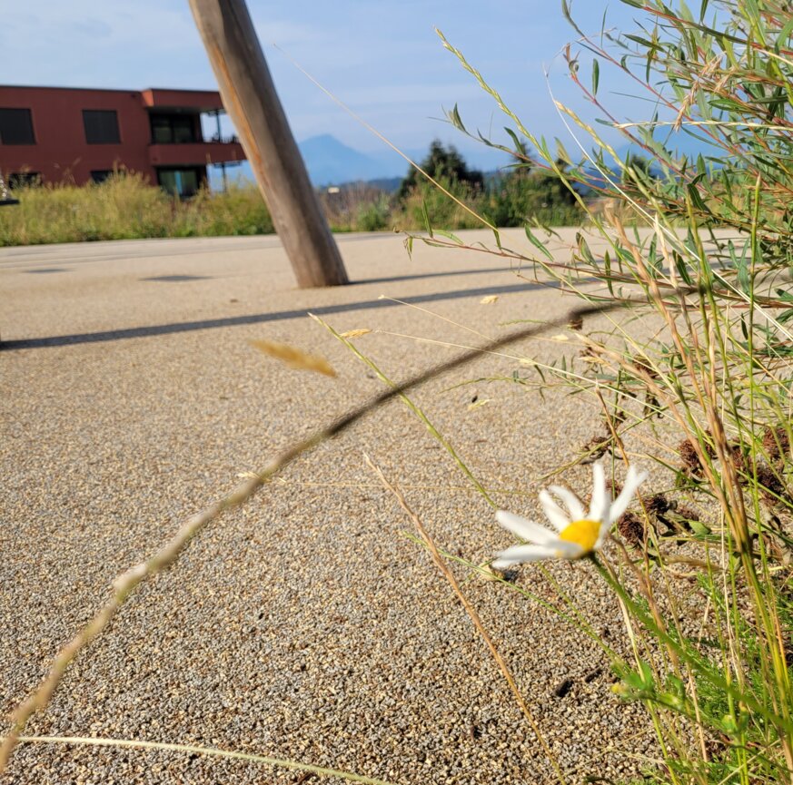 Fugenloser Belag mit Nahaufnahme Blumen